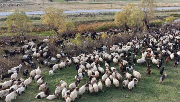 Van ve Bitlis yaylalarından göçerler, binlerce küçükbaş hayvanla Siirt’e yola çıktı