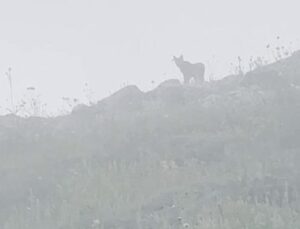 Yer: Sivas! Ormanın hayaletiyle burun buruna geldi