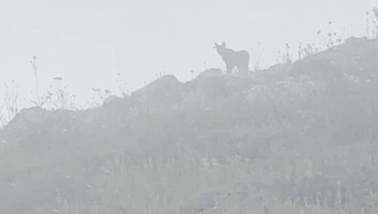 Yer: Sivas! Ormanın hayaletiyle burun buruna geldi