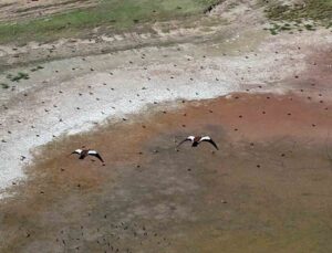 Yozgat’ta köylülerin koruduğu yüzlerce angut kuşu dronla görüntülendi